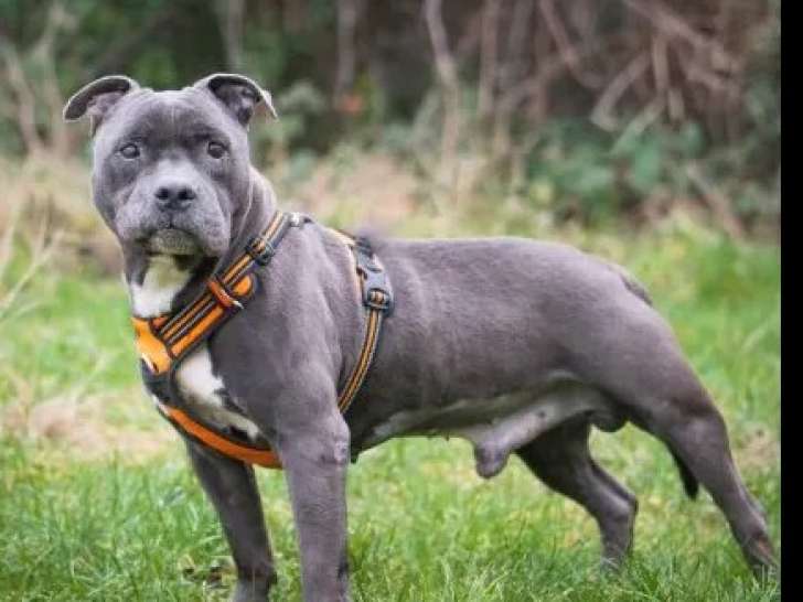 En attente d’adoption : chien Staffordshire Américain Terrier de 10 ans