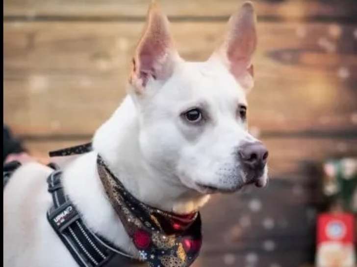 À la recherche d’une famille : chienne Labrador beige d’un an