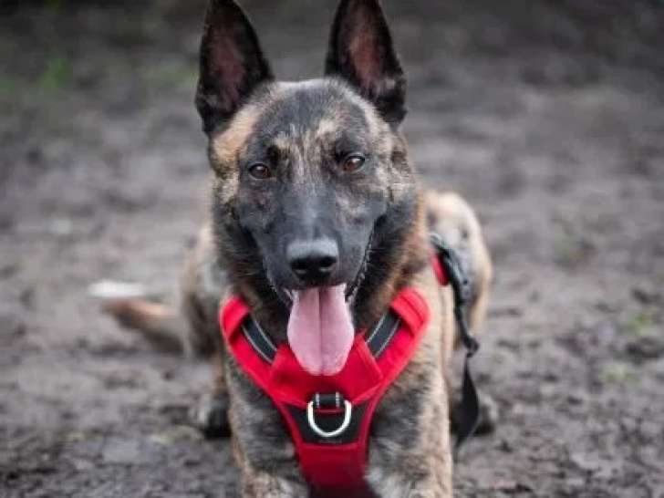 Disponible à l’adoption : chien Berger Hollandais bringé de 3 ans