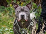Adoption disponible : chien Staffordshire Bull Terrier gris de 11 ans