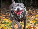 Adoption disponible : chien Staffordshire Bull Terrier gris de 11 ans