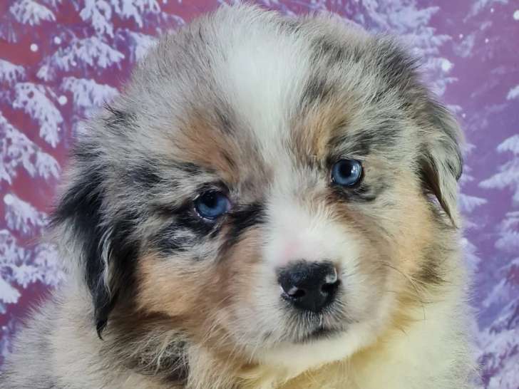 Chiot femelle Berger Américain Miniature LOF à réserver