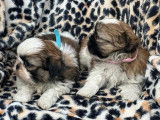 Un chiot femelle Shih Tzu LOF à réserver