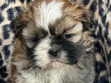 Un chiot femelle Shih Tzu LOF à réserver