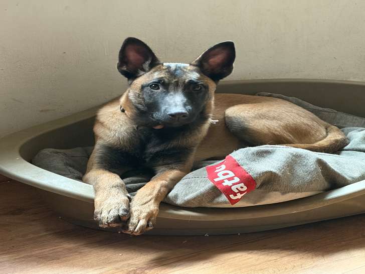 Jeune femelle Malinois à vendre