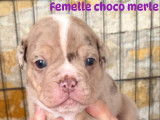 Femelle choco merle