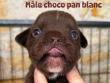 Male choco pan blanc