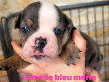 Femelle bleu merle tri