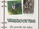 Chiots Old English Bulldog à vendre
