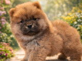 À vendre, 3 chiots Chow Chow LOF fauves, 1 mâle et 2 femelles, nés en décembre 2025