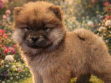 À vendre, 3 chiots Chow Chow LOF fauves, 1 mâle et 2 femelles, nés en décembre 2025