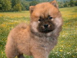 À vendre, 3 chiots Chow Chow LOF fauves, 1 mâle et 2 femelles, nés en décembre 2025