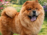 À vendre, 3 chiots Chow Chow LOF fauves, 1 mâle et 2 femelles, nés en décembre 2025