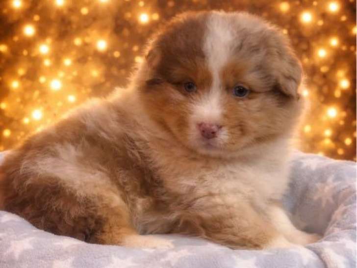 À réserver, 1 chiot mâle Berger Australien LOF rouge merle, né en janvier 2026