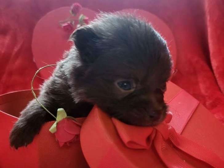 À vendre, 4 chiots Chihuahua poils long, nés en janvier 2026 (non LOF)