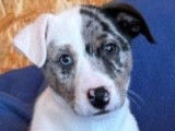 À vendre, 1 chiot mâle Jack Russell blanc et bleu merle, né en 2025 (non LOF)