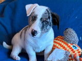 À vendre, 1 chiot mâle Jack Russell blanc et bleu merle, né en 2025 (non LOF)