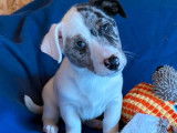 À vendre, 1 chiot mâle Jack Russell blanc et bleu merle, né en 2025 (non LOF)