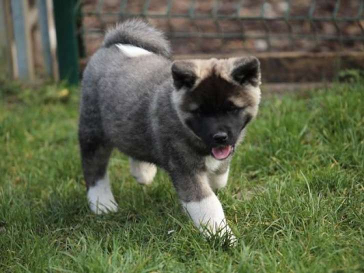À vendre, 1 femelle Akita Américain LOF de 2 mois, disponible de suite