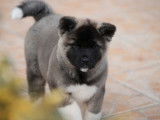 À vendre, 1 femelle Akita Américain LOF de 2 mois, disponible de suite