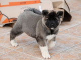 À vendre, 1 femelle Akita Américain LOF de 2 mois, disponible de suite