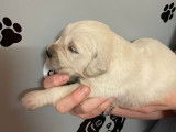 À réserver, 3 mâles Golden Retriever crème, nés en février 2026
