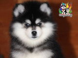À vendre, 1 mâle Pomsky F4 pedigree, yeux particolores, né en novembre 2025