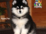 À vendre, 1 mâle Pomsky F4 pedigree, yeux particolores, né en novembre 2025