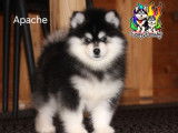 À vendre, 1 mâle Pomsky F4 pedigree, yeux particolores, né en novembre 2025