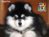 À vendre, 1 mâle Pomsky F4 pedigree, yeux particolores, né en novembre 2025