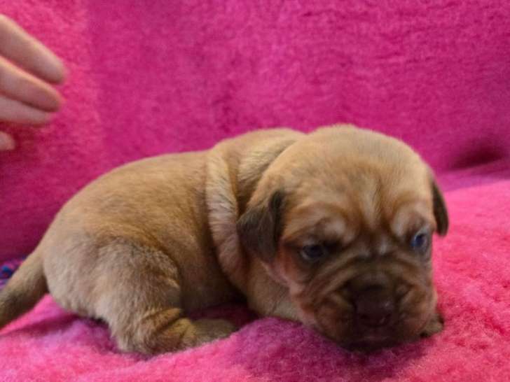 À réserver, 8 mâles Dogue de Bordeaux LOF fauve masque marron, nés en janvier 2026