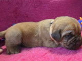 À réserver, 8 mâles Dogue de Bordeaux LOF fauve masque marron, nés en janvier 2026