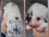 À vendre, 3 chiots Spitz Nain Poméranien, nés en janvier 2026 (non LOF)