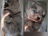 À vendre, 3 chiots Spitz Nain Poméranien, nés en janvier 2026 (non LOF)