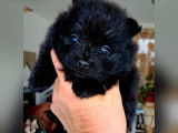 À vendre, 3 chiots Spitz Nain Poméranien, nés en janvier 2026 (non LOF)