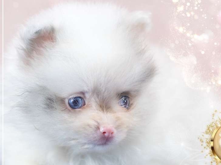 À vendre, 2 mâles Spitz Nain Poméranien, nés en décembre 2025