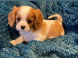 À réserver, 4 chiots Cavalier King Charles LOF blenheim, 3 mâles et 1 femelle, nés en décembre 2025