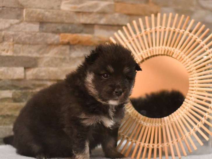 À réserver, 6 chiots Chien Finnois de Laponie LOF, nés en janvier 2026