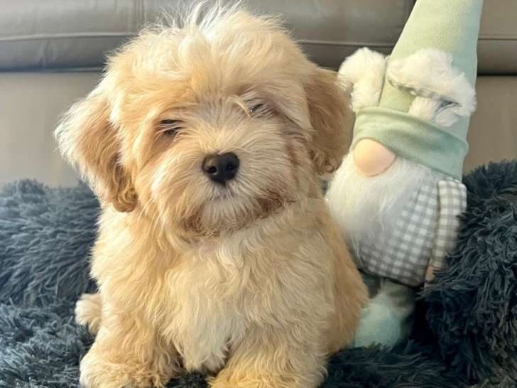 Chiots Bichon Havanais LOF disponibles