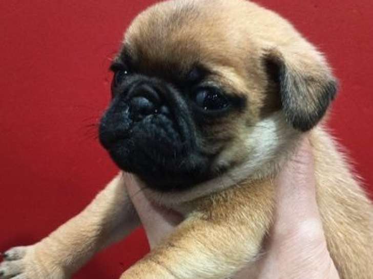 À réserver, 4 chiots Carlins non-LOF, 3 mâles et 1 femelle, nés en janvier 2026