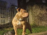 Chiot de type American Bully mâle à vendre