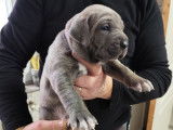 À réserver, 1 chiot mâle Cane Corso non-LOF, né en janvier 2026