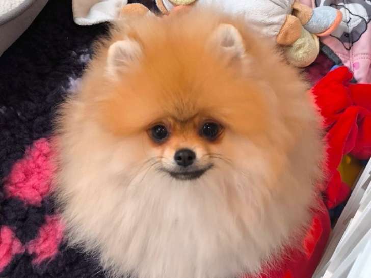 À vendre, 1 chiot mâle Spitz Nain LOF, petit gabarit, né en octobre 2025