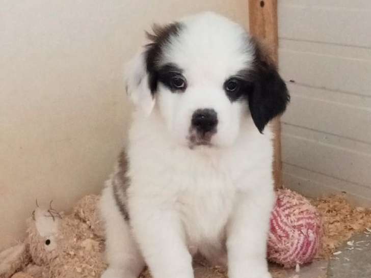 À réserver, 4 chiots Saint Bernard non-LOF, poil court et long, nés en janvier 2026