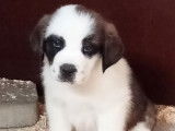 À réserver, 4 chiots Saint Bernard non-LOF, poil court et long, nés en janvier 2026