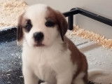 À réserver, 4 chiots Saint Bernard non-LOF, poil court et long, nés en janvier 2026