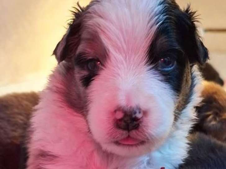 À réserver, 8 chiots Berger Australien LOF, nés en février 2026