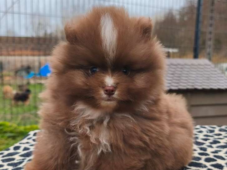 À réserver, 2 mâles Spitz sable et chocolat et blanc, nés en janvier 2026