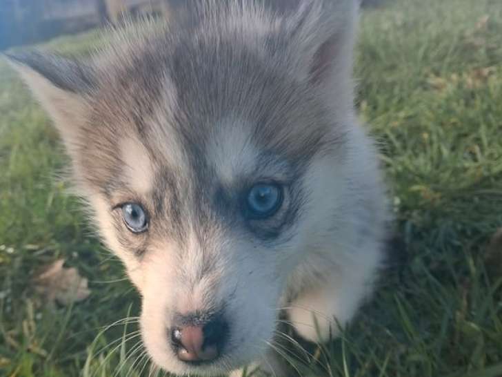 À vendre, 1 femelle Husky de Sibérie née en décembre 2025 (non LOF)