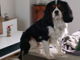Magnifique mâle Cavalier King Charles disponible pour saillie